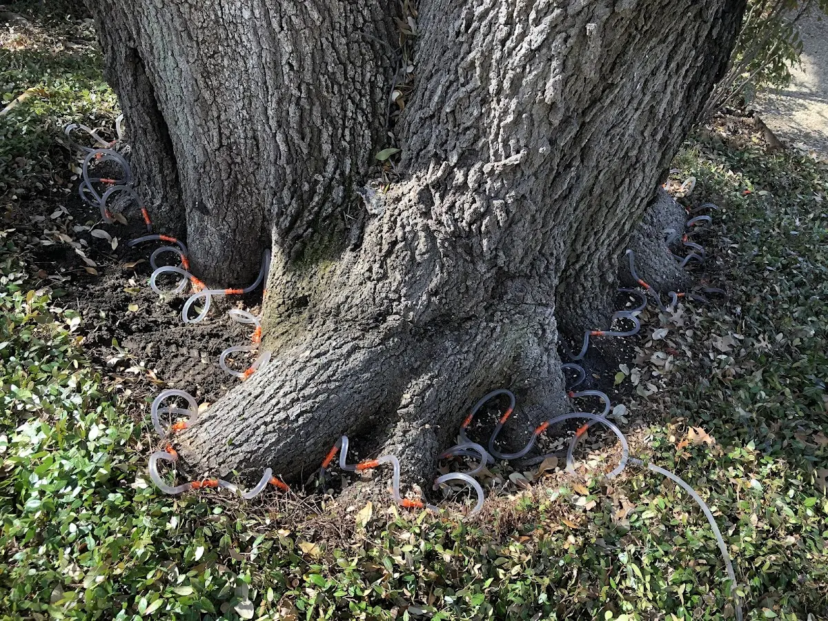 Detailed Tree Cabling and Bracing job site in Forestville