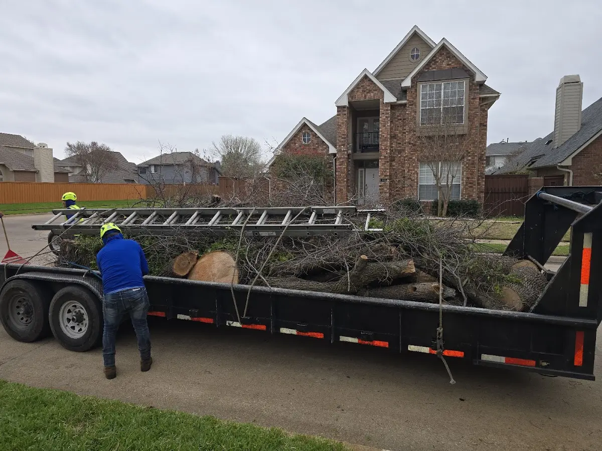 Expert Lot Clearing with proper safety equipment in Forestville